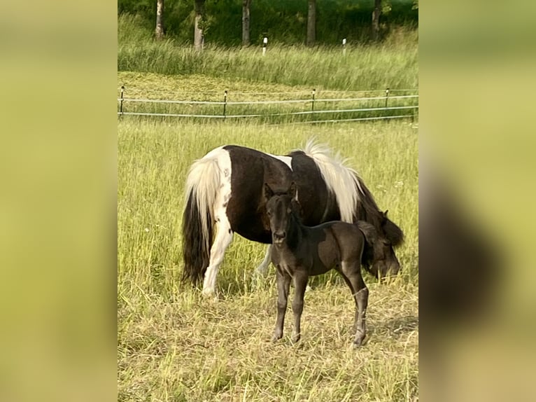 Poneys Shetland Étalon Poulain (06/2025) 100 cm Noir in Gro&#xDF; Wokern