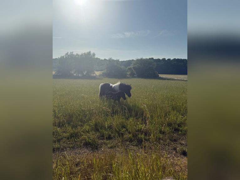 Poneys Shetland Étalon Poulain (06/2025) 100 cm Noir in Gro&#xDF; Wokern