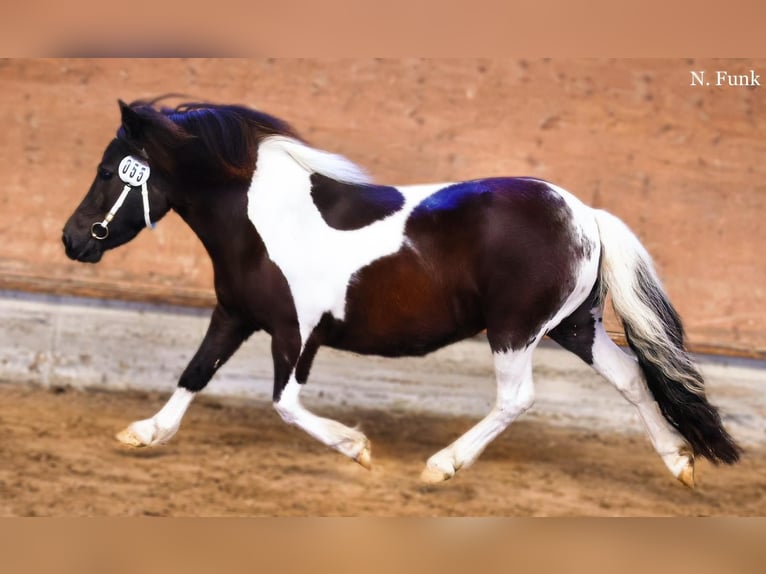 Poneys Shetland Étalon Poulain (06/2025) 100 cm Noir in Gro&#xDF; Wokern