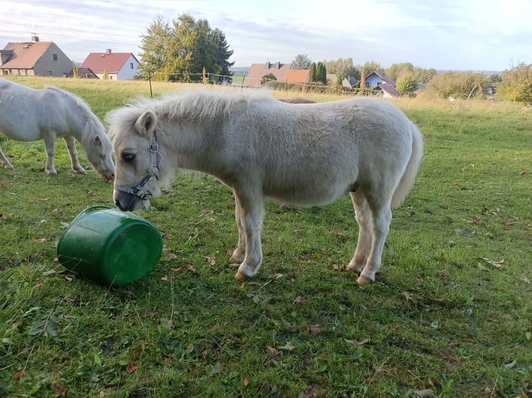 Poneys Shetland Étalon Poulain (04/2026) 100 cm Palomino in Naundorf