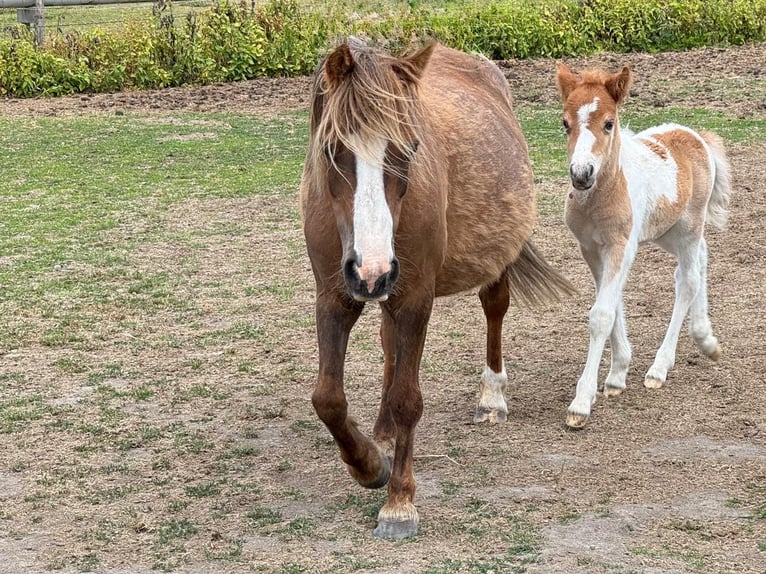 Poneys Shetland Étalon  100 cm Pinto in Rockanje