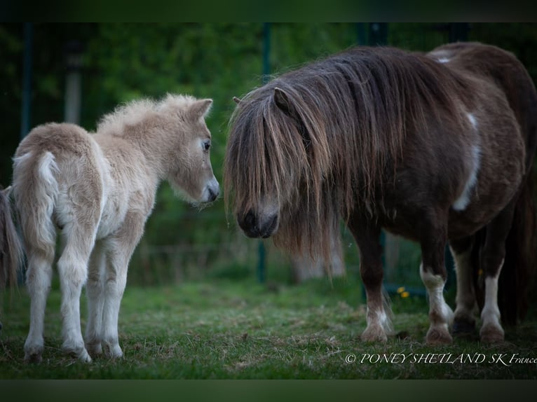 Poneys Shetland Étalon Poulain (04/2025) 102 cm Alezan in La Vespi&#xE8;re-Friardel
