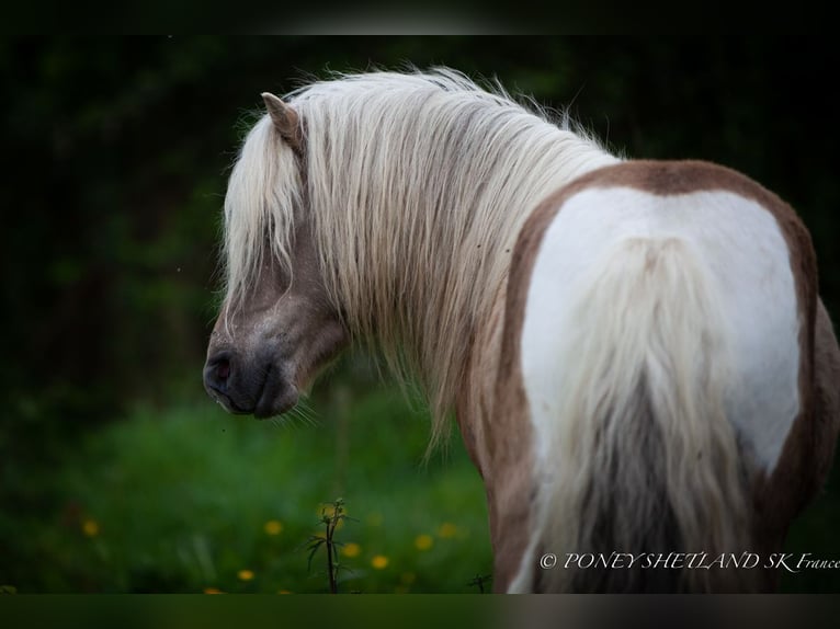 Poneys Shetland Étalon Poulain (04/2025) 102 cm Alezan in La Vespi&#xE8;re-Friardel