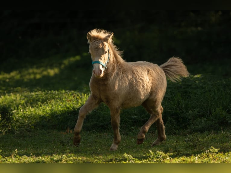 Poneys Shetland Étalon Poulain (05/2026) 103 cm Champagne in Groß Molzahn