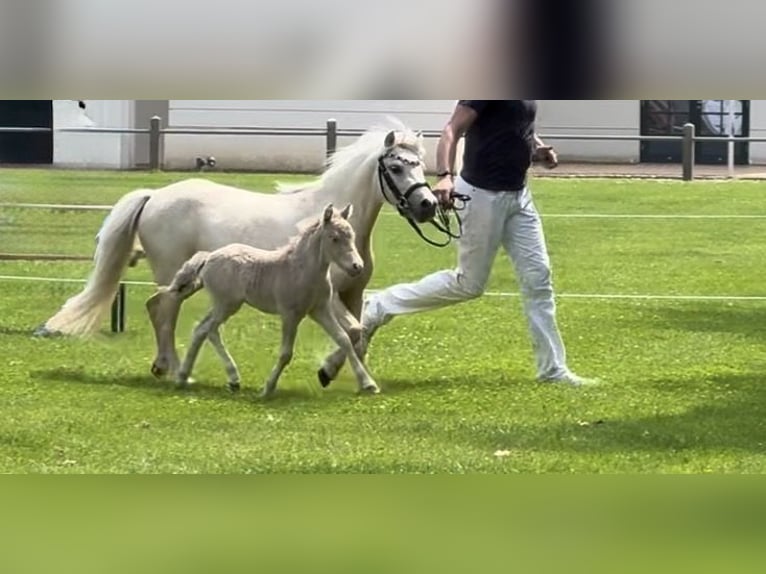 Poneys Shetland Étalon Poulain (05/2026) 103 cm Champagne in Groß Molzahn