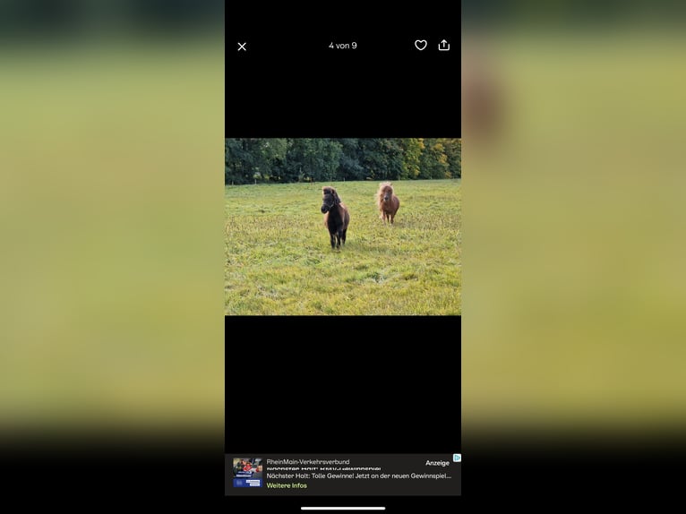 Poneys Shetland Étalon Poulain (04/2025) 103 cm Noir in Westhausen