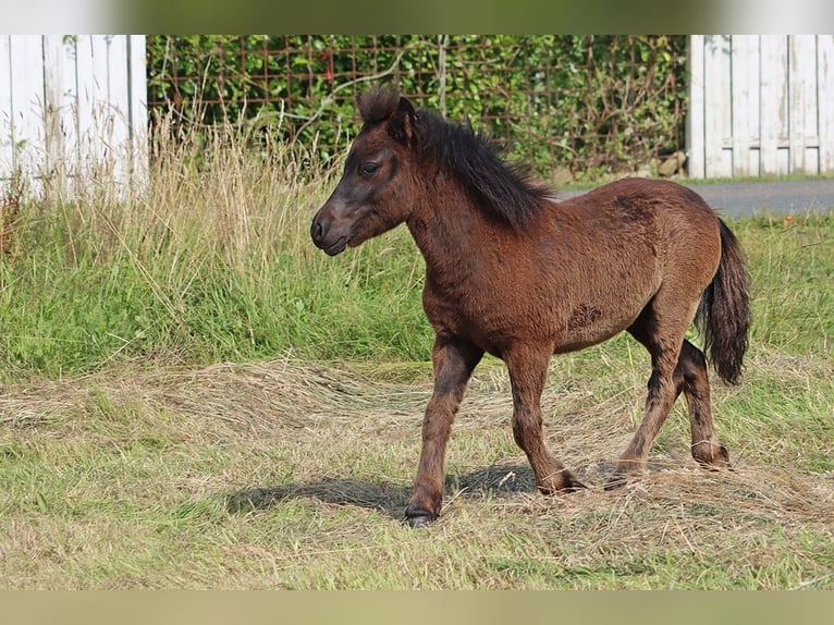 Poneys Shetland Étalon  103 cm Noir in Hille