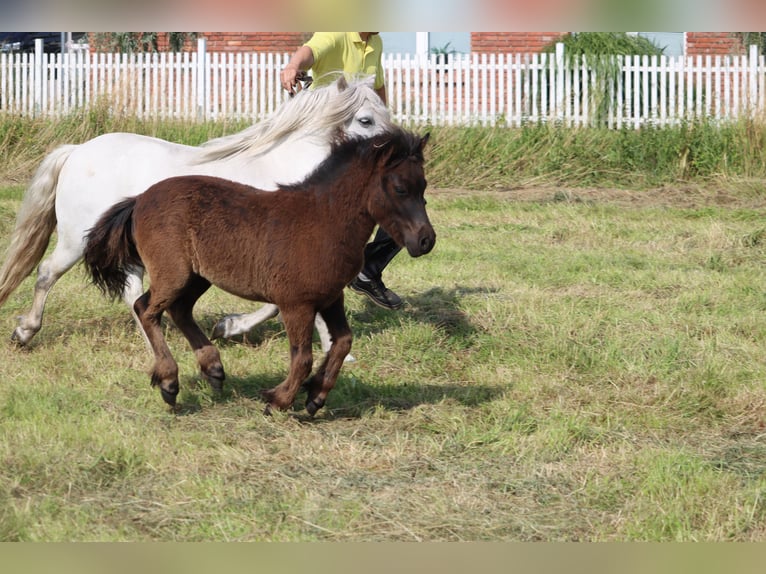 Poneys Shetland Étalon  103 cm Noir in Hille