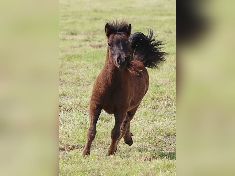 Poneys Shetland Étalon  103 cm Noir in Hille