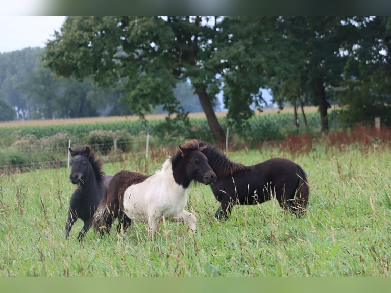 Poneys Shetland Étalon  103 cm Noir in Hille