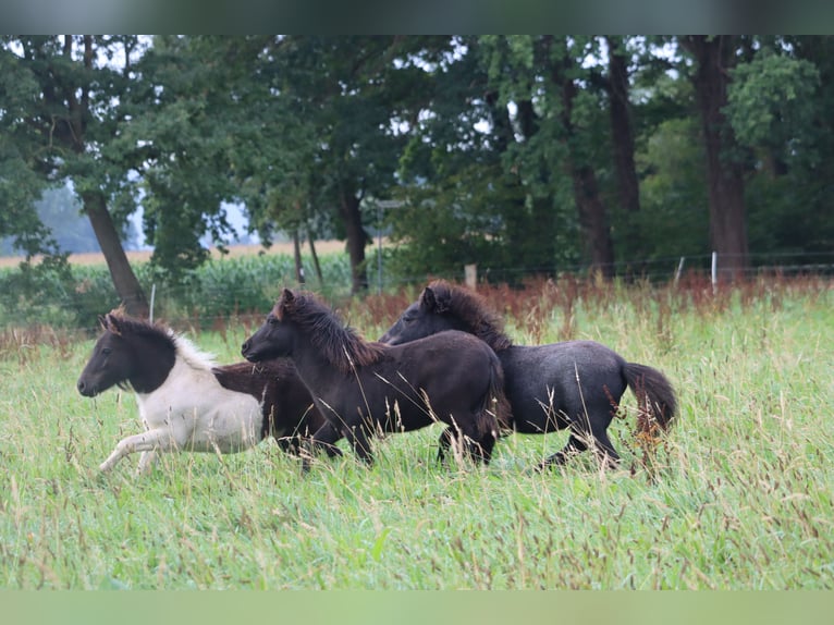 Poneys Shetland Étalon  103 cm Noir in Hille