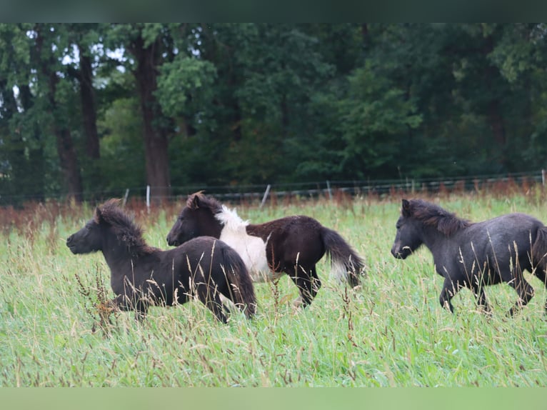 Poneys Shetland Étalon  103 cm Noir in Hille