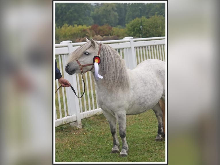 Poneys Shetland Étalon  103 cm Noir in Hille