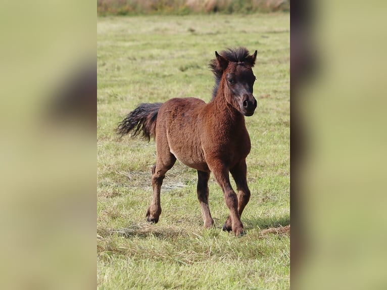 Poneys Shetland Étalon  103 cm Noir in Hille