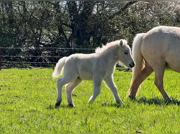 Poneys Shetland Étalon Poulain (04/2026) 103 cm Palomino in Grimmen