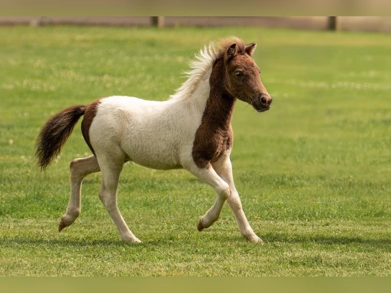 Poneys Shetland Étalon Poulain (05/2024) 103 cm Tobiano-toutes couleurs in Groß Molzahn