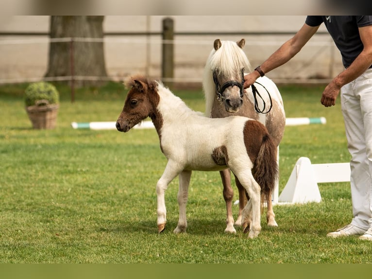 Poneys Shetland Étalon Poulain (05/2024) 103 cm Tobiano-toutes couleurs in Groß Molzahn