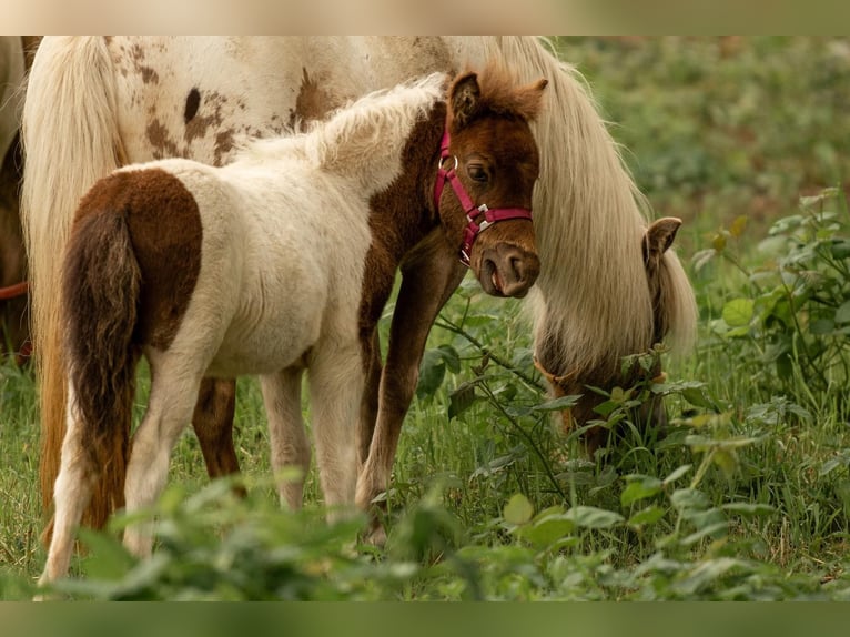 Poneys Shetland Étalon Poulain (05/2024) 103 cm Tobiano-toutes couleurs in Groß Molzahn