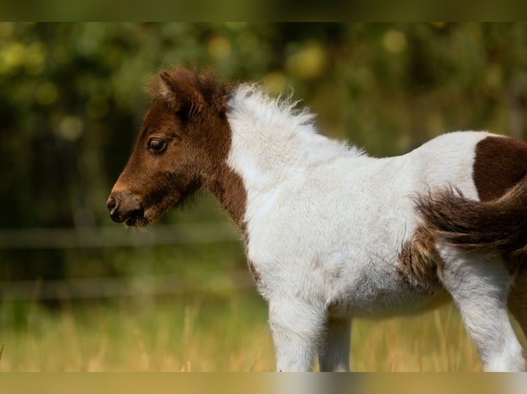 Poneys Shetland Étalon Poulain (05/2024) 103 cm Tobiano-toutes couleurs in Groß Molzahn