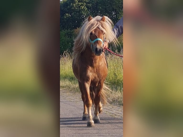 Poneys Shetland Étalon Poulain (05/2024) 104 cm Champagne in Arnemuiden