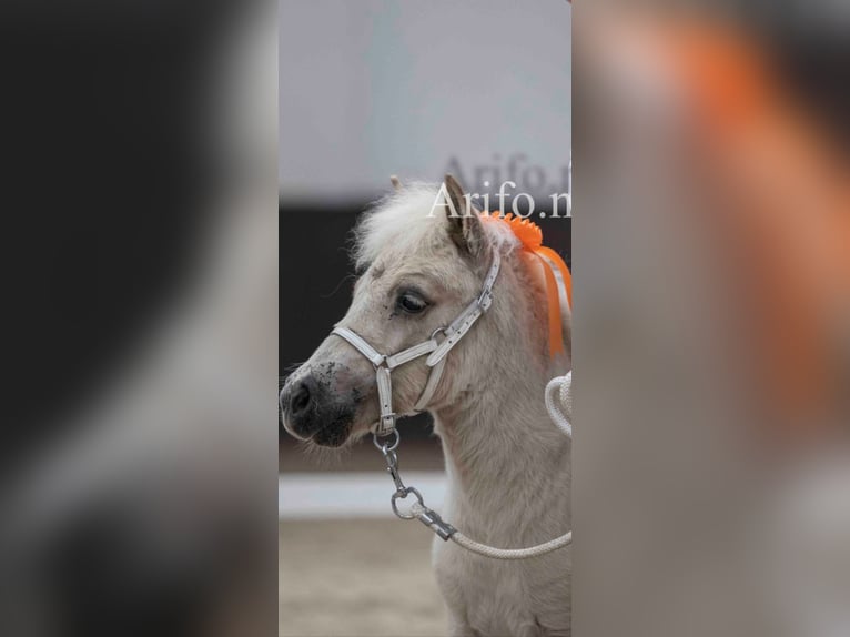 Poneys Shetland Étalon Poulain (05/2024) 104 cm Champagne in Arnemuiden