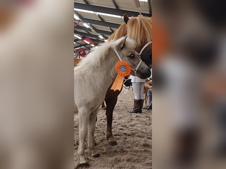 Poneys Shetland Étalon Poulain (05/2024) 104 cm Champagne in Arnemuiden