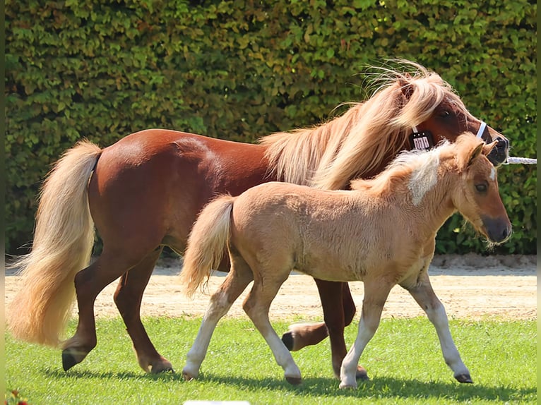 Poneys Shetland Étalon Poulain (05/2024) 104 cm Isabelle in Delbrück