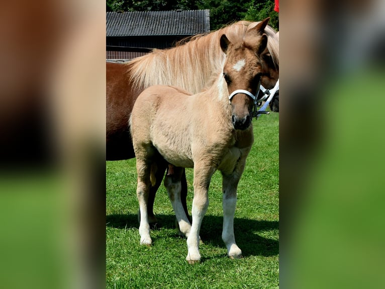 Poneys Shetland Étalon Poulain (05/2024) 104 cm Isabelle in Delbrück