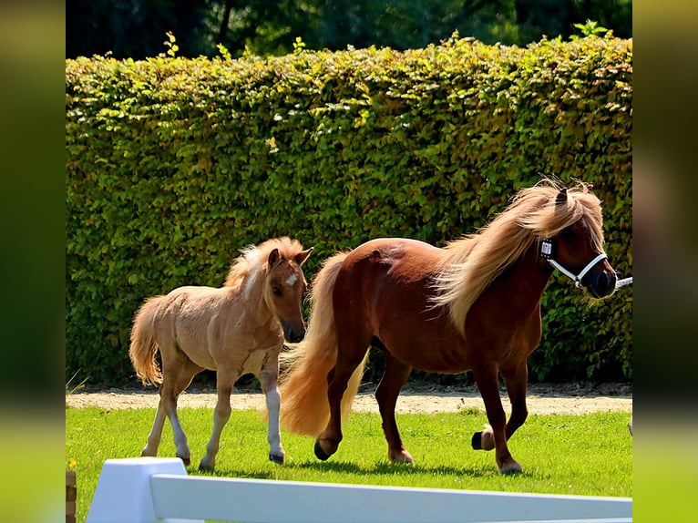 Poneys Shetland Étalon Poulain (05/2024) 104 cm Isabelle in Delbrück