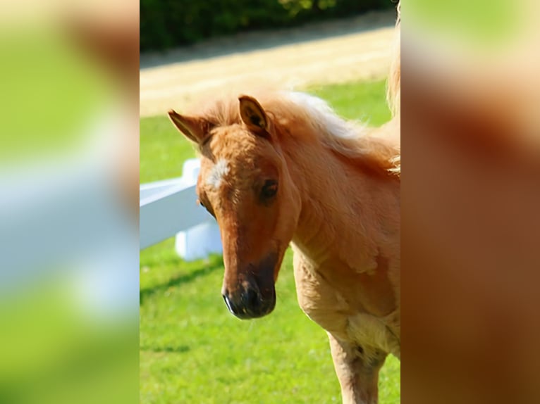 Poneys Shetland Étalon Poulain (05/2024) 104 cm Isabelle in Delbrück