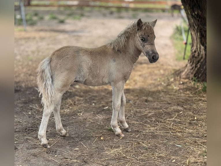Poneys Shetland Étalon  105 cm Léopard in Gro&#xDF; Molzahn