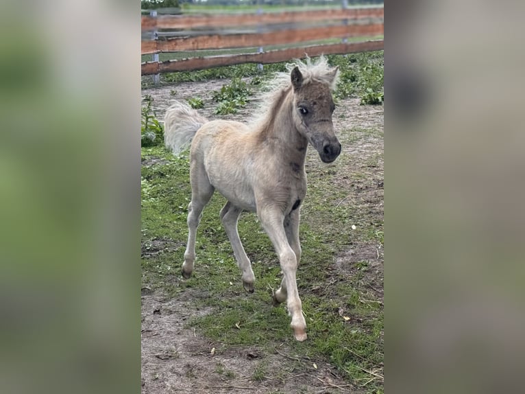 Poneys Shetland Étalon  105 cm Léopard in Gro&#xDF; Molzahn