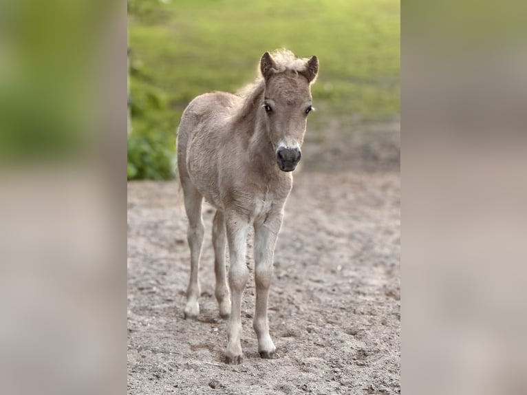 Poneys Shetland Étalon  105 cm Léopard in Gro&#xDF; Molzahn