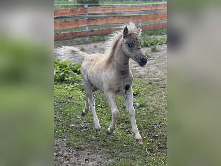 Poneys Shetland Étalon  105 cm Léopard in Gro&#xDF; Molzahn