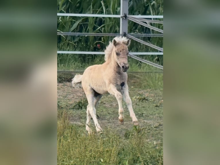 Poneys Shetland Étalon  105 cm Léopard in Gro&#xDF; Molzahn