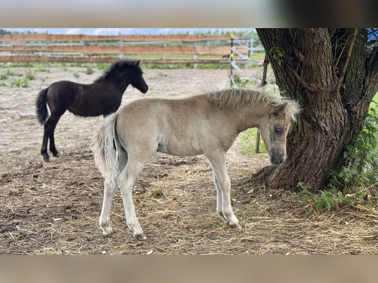 Poneys Shetland Étalon  105 cm Léopard in Gro&#xDF; Molzahn