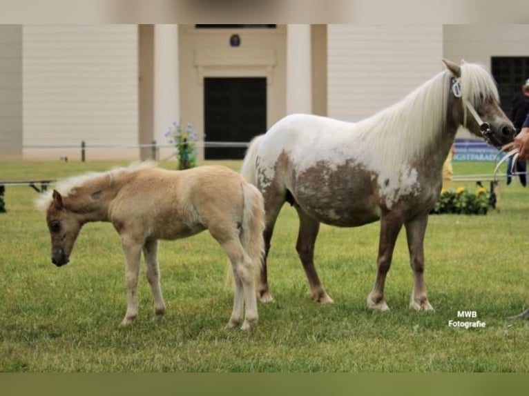 Poneys Shetland Étalon  105 cm Léopard in Gro&#xDF; Molzahn