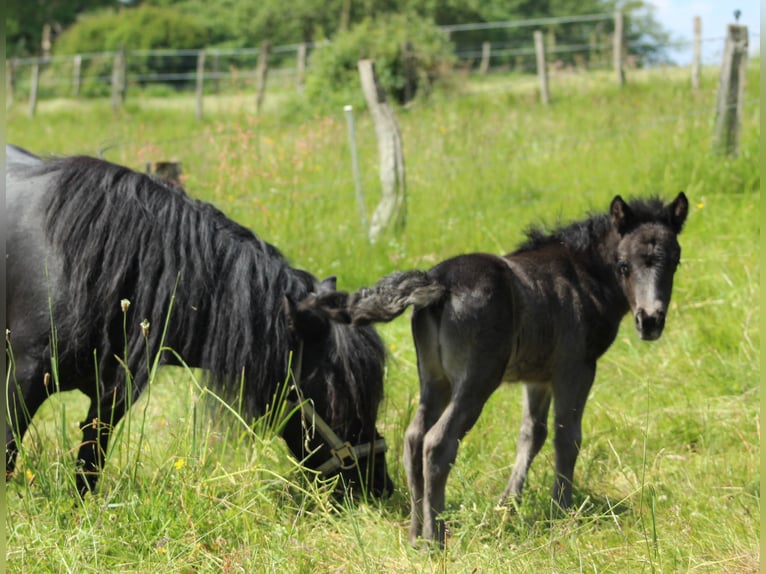 Poneys Shetland Étalon Poulain (06/2024) 105 cm Noir in Reichshof