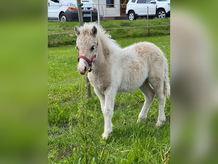 Poneys Shetland Étalon Poulain (04/2026) 105 cm Tobiano-toutes couleurs in Grimmen