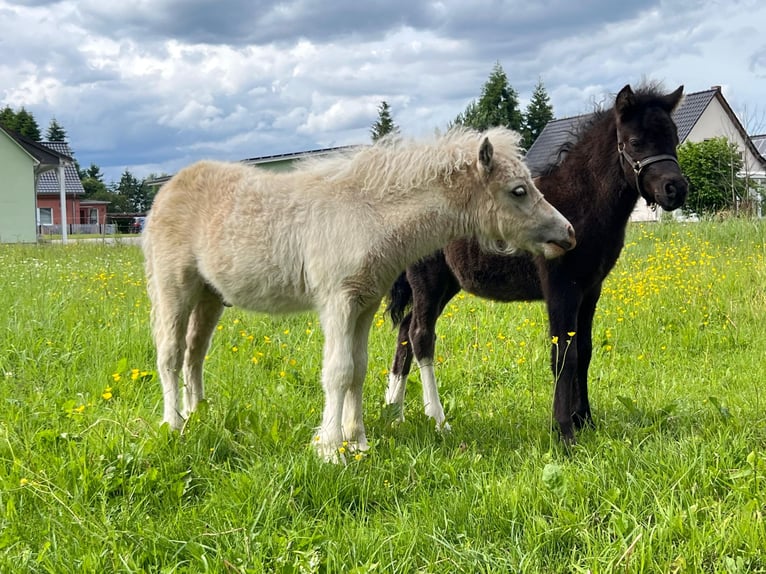 Poneys Shetland Étalon Poulain (04/2026) 105 cm Tobiano-toutes couleurs in Grimmen