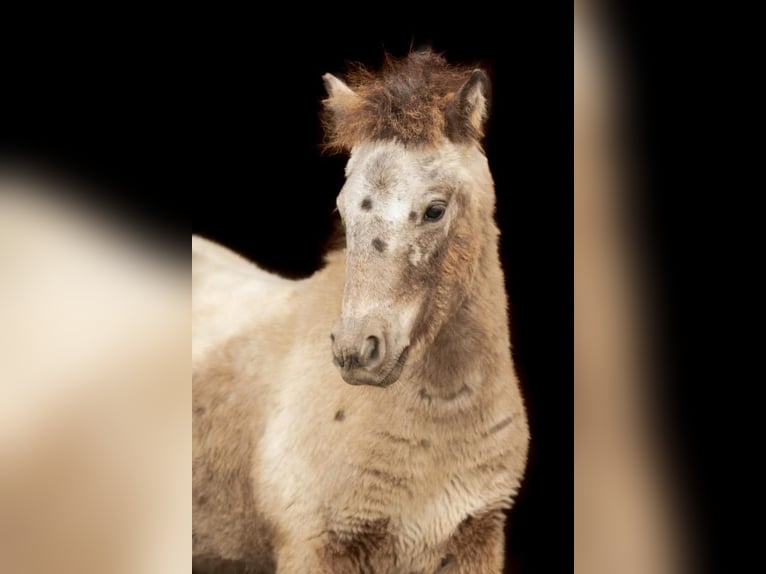 Poneys Shetland Étalon Poulain (04/2024) 108 cm Léopard in Groß Molzahn