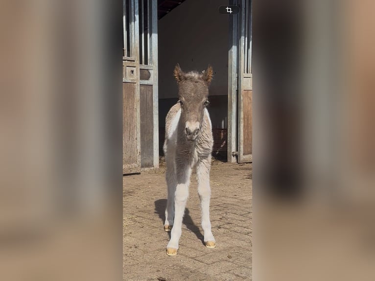 Poneys Shetland Croisé Étalon Poulain (04/2026) 120 cm Pinto in Winterswijk Kotten