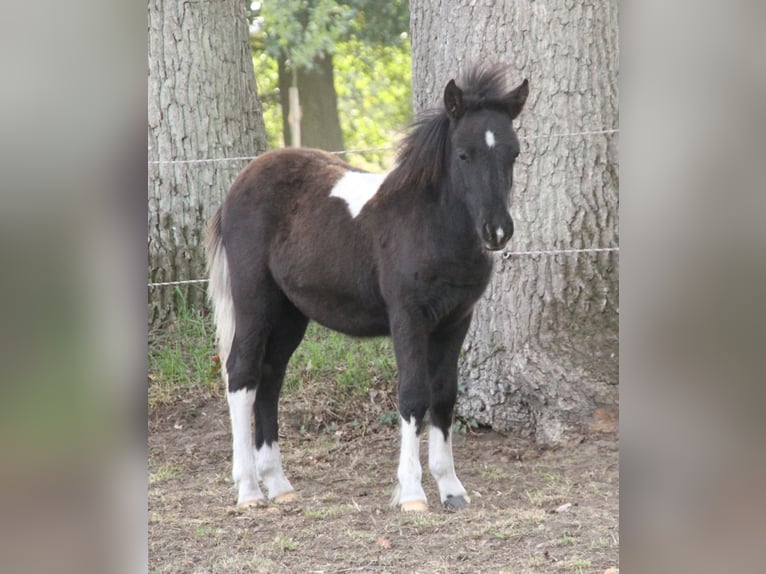 Poneys Shetland Croisé Étalon Poulain (05/2026) 120 cm Pinto in Winterswijk Kotten