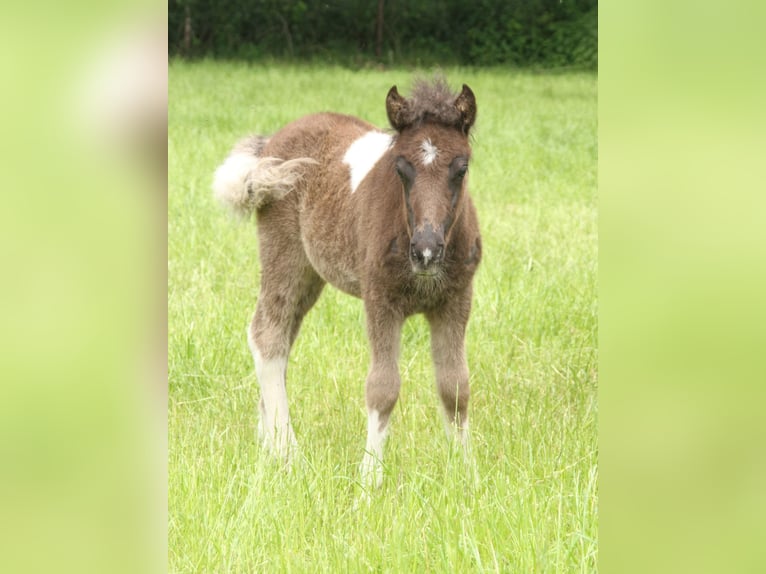 Poneys Shetland Croisé Étalon Poulain (05/2026) 120 cm Pinto in Winterswijk Kotten