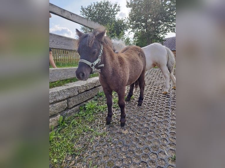 Poneys Shetland Étalon Poulain (04/2024) 60 cm Isabelle in Berthelsdorf