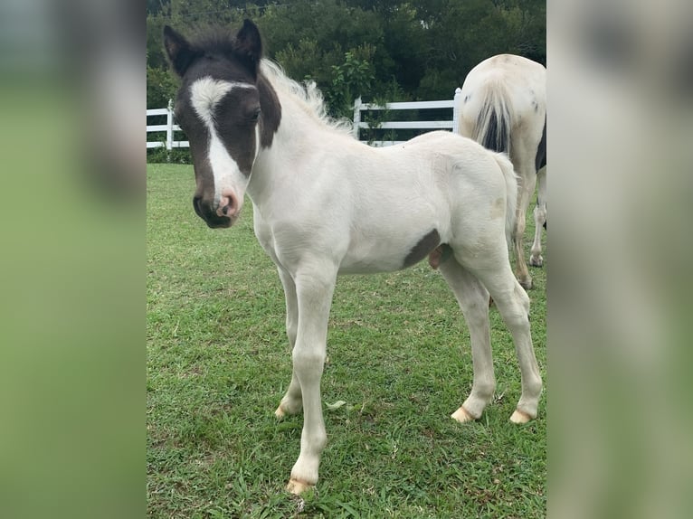 Poneys Shetland Étalon Poulain (07/2024) 71 cm Pinto in Hallwood