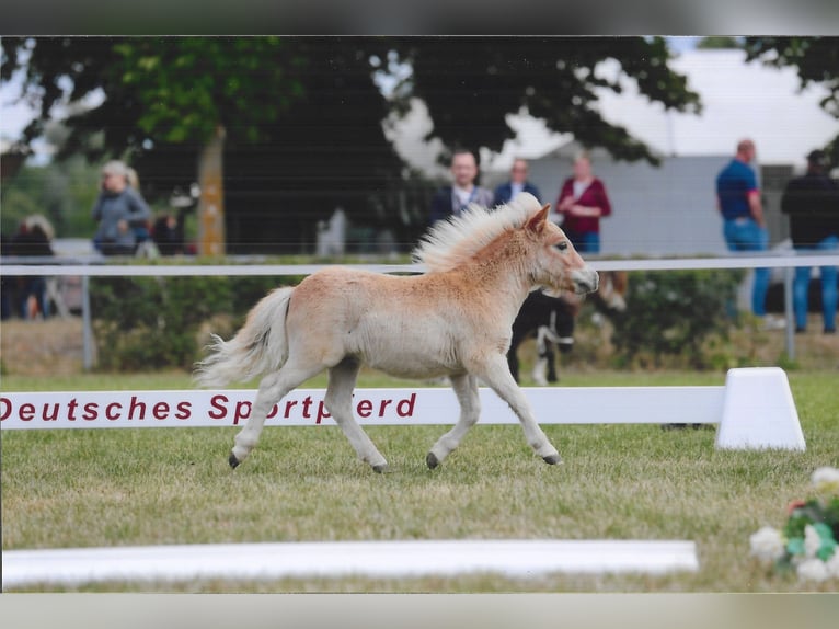 Poneys Shetland Étalon Poulain (04/2026) 82 cm Alezan in Osternienburger Land