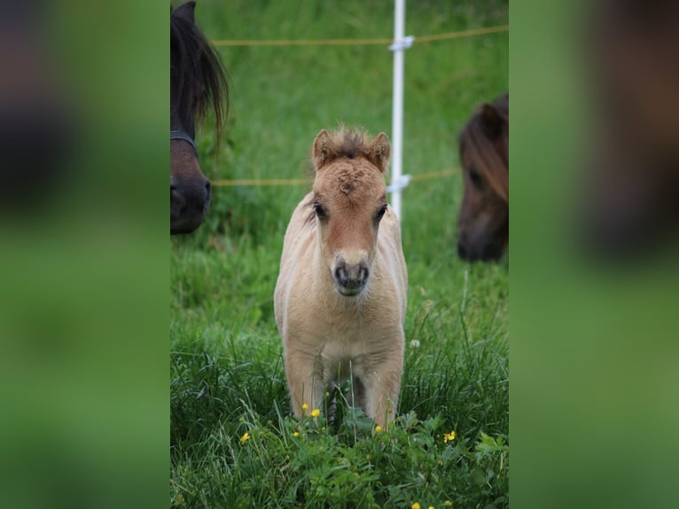 Poneys Shetland Étalon Poulain (05/2026) 83 cm Isabelle in Ens