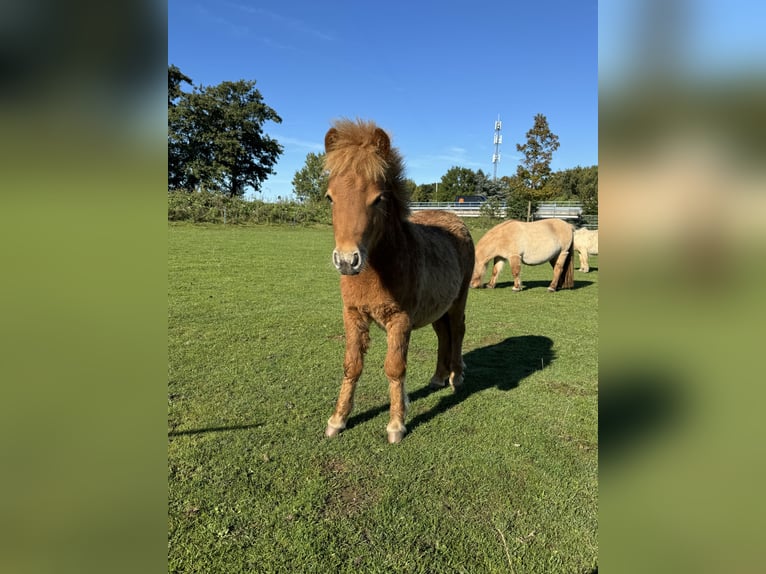 Poneys Shetland Croisé Étalon Poulain (04/2024) 85 cm Alezan in De Lier