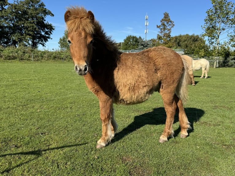 Poneys Shetland Croisé Étalon Poulain (04/2024) 85 cm Alezan in De Lier